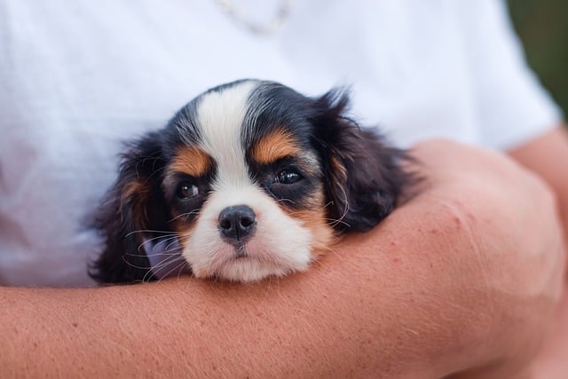 Unlocking the Bond: Why Professional Pet Sitters Excel at Caring for Animals