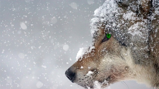 Commercial Snow Removal, Commercial Snow Removal Services