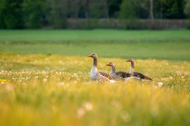 Optimizing Your Outdoors: The Advantages of Professional Lawn Mowing Services for Year-Round Care