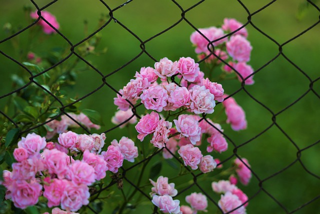 Ornamental Iron Fence Collingwood, Ornamental Iron Fence Barrie