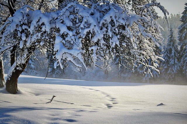 Brampton Snow Removal: Essential for Safe and Efficient City Operations