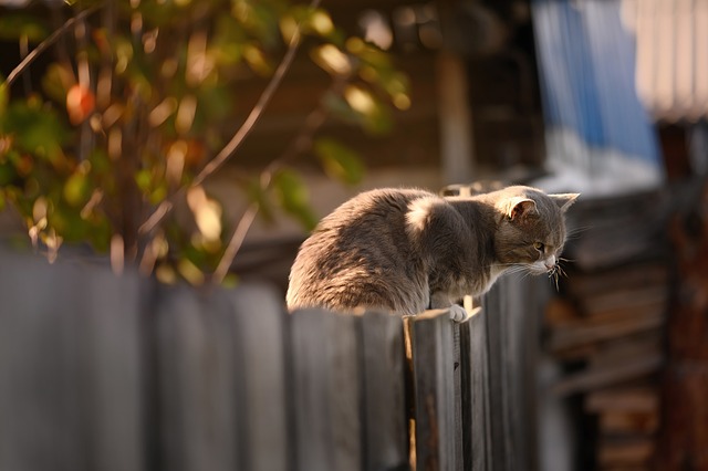 Enhance Your Chain Link Fence in Barrie: Top 10 Gap Fillers