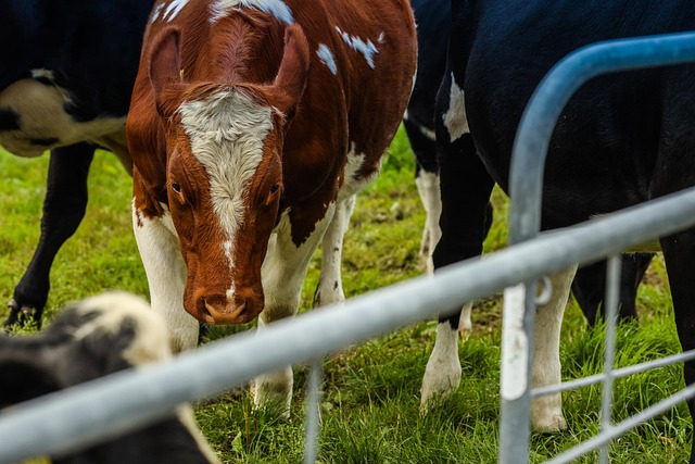 Fencing Farm Success: Tips for Ontario’s Perfect Fence from Fence Right Inc