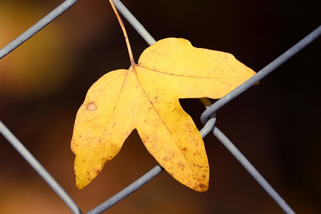 Customizing Your Fence: Template & Tips with Barrie’s Fence Right Inc
