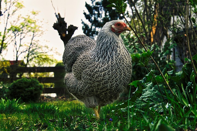 Fencing Farm: Choosing Durable Wire by Fence Right Inc