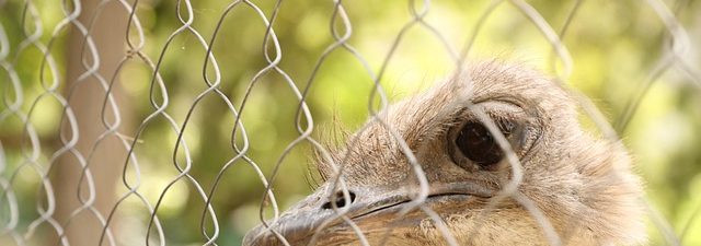 chain-link-fence-installation-in-barrie-640x480-85156650.jpeg