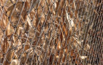 chain-link-fence-installation-in-barrie-640x480-86118655.jpeg
