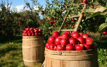 fence-for-farms-ontario-fence-for-farms-640x480-31521418.jpeg