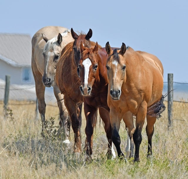 Reliable Farm Fences in Ontario: Installation Tips & Suppliers Guide