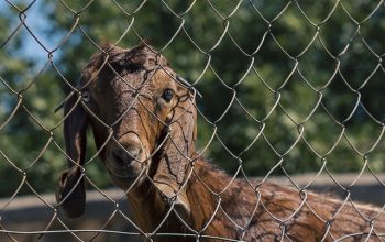 fence-for-farms-ontario-fence-for-farms-640x480-50535530.jpeg