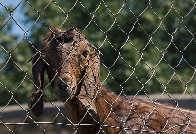 Fencing Ontario Farms: 7 Options & Expert Guidance from Fence Right Inc