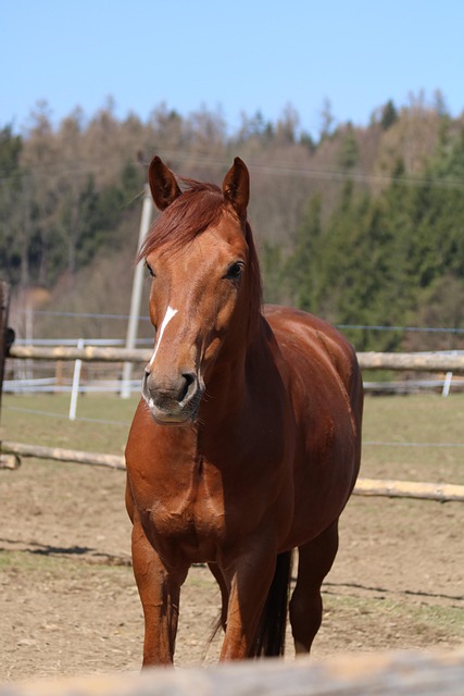 Top 10 Eco-Friendly Cattle Fencing Options for Ontario Farms in 2025