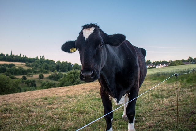 Install Farm Fences Ontario: 5 Steps with Fence Right Inc