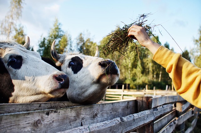 No-Climb Horse Fences: Safe Farm Fencing Solutions for Ontario’s Equine