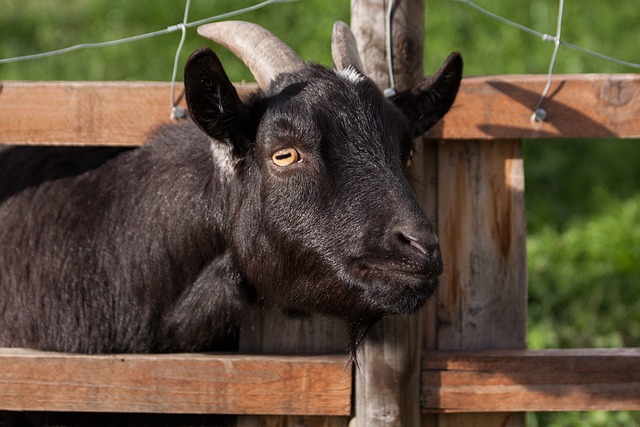 Secure Your Ontario Farm with Robust Fencing Solutions