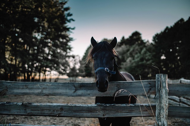 Ontario Farms: Discover Farm Fencing Styles for Every Landscape