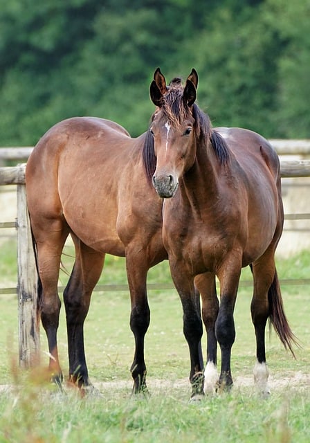 No-Climb Fences: Enhancing Horse Safety on Ontario Farms