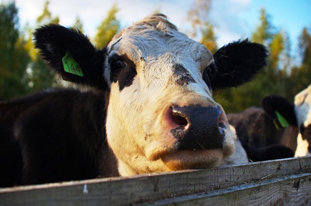 Ontario’s Guide: Farm Fence Supplies, Types & Benefits