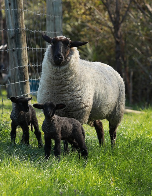 Revolutionize Farm Fencing: Automatic Gates for Ontario Convenience