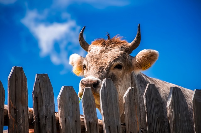 Wooden Field Gates: Rustic Charm Meets Ontario Agriculture