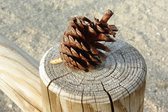 Cut Costs Smartly: A Guide for Hiring Fencing Contractors in Barrie