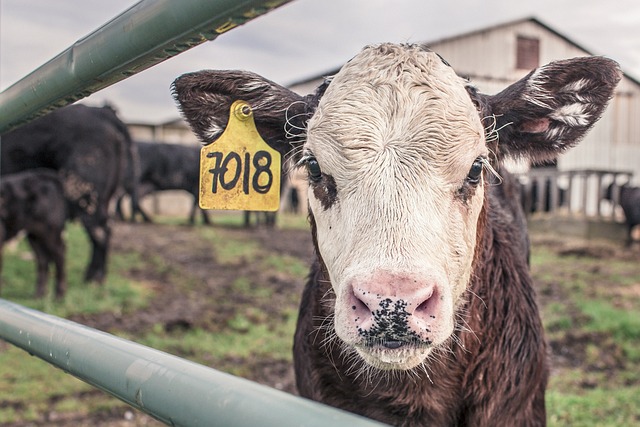 Fencing Farm Maintenance: Strategies for Longevity & Security