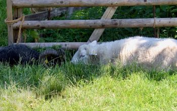 fencing-farm-fencing-for-farms-fence-for-640x480-62063929.jpeg