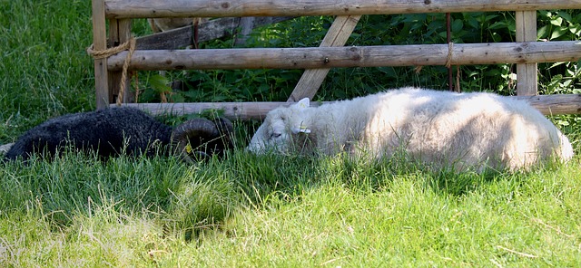 Electric Fencing for Farms: Modern Benefits & Installation Guide
