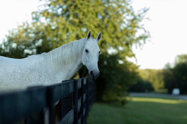 Fencing Farm Laws & Zoning: Guide with Fence Right Inc.