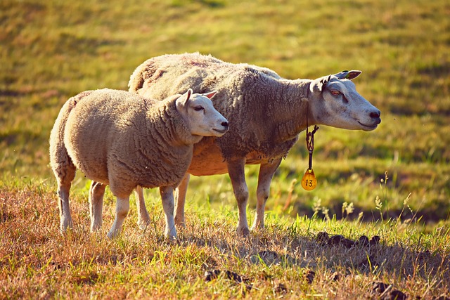 Top Fencing Options for Secure Livestock Management on Farms