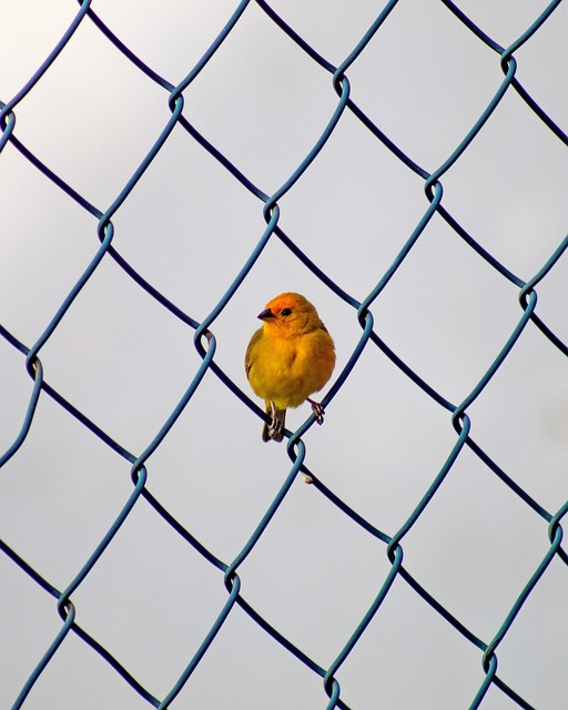 Fence Right Inc: Portable Fencing Solutions for Temporary Agricultural Enclosures