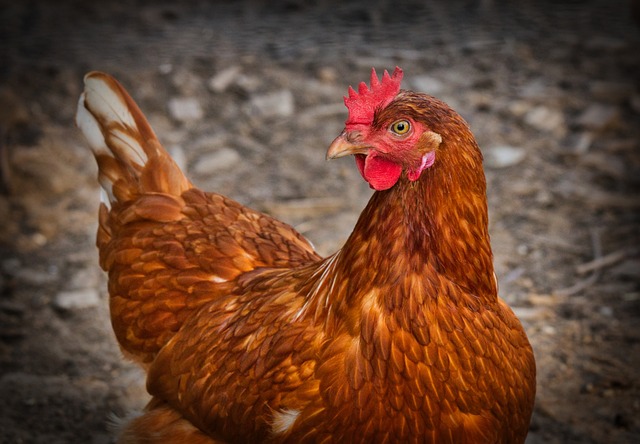 Secure Your Farm with Effective Fence Solutions for Large-Scale Projects