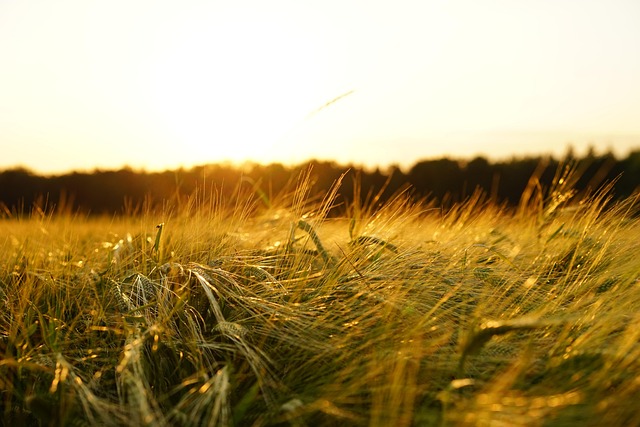 Grey-Bruce Farms for Sale, Grey-Bruce Ontario Farms for Sale