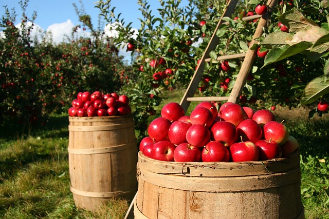 Grey-Bruce Farms for Sale, Grey-Bruce Ontario Farms for Sale