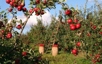 grey-bruce-farms-for-sale-grey-bruce-ont-640x480-32256702.jpeg