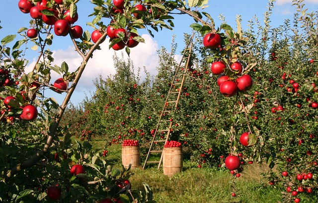 Unlocking Owen Sound: Buying Your Farm in Grey-Bruce Ontario