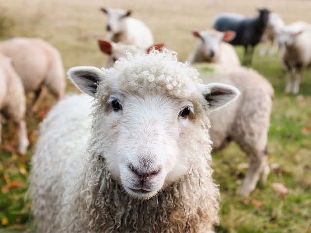 Top Grey-Bruce Ontario Farms for Sale: Unlocking Rural Dreams
