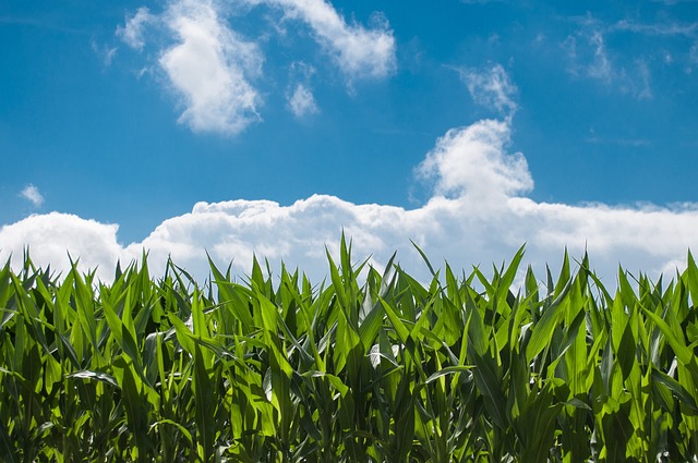 Grey-Bruce Farms for Sale, Grey-Bruce Ontario Farms for Sale