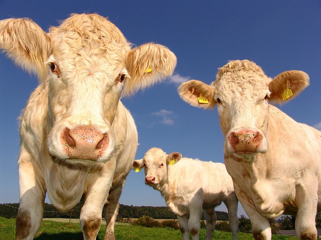 Grey-Bruce Farms for Sale, Grey-Bruce Ontario Farms for Sale
