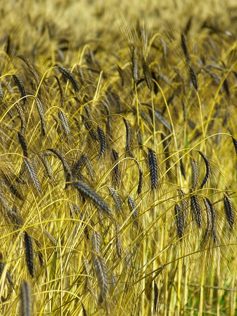 Grey-Bruce Farms for Sale, Grey-Bruce Ontario Farms for Sale