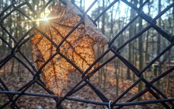 ornamental-iron-fence-collingwood-orname-640x480-12943495.jpeg