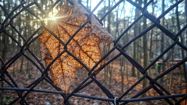 Ornamental Iron Fences Barrie: Timeless Security for Your Home