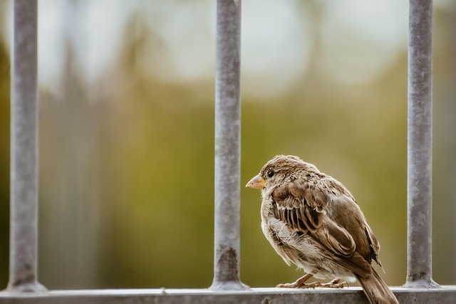 Elevate Your Collingwood Home with Ornamental Iron Fencing