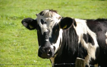 farm-fencing-640x480-78458150.jpeg