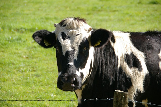 Red Brand Horse Fences: Ontario’s Trusted Farm Fence Choice
