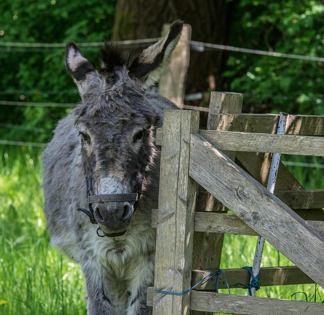 Securing Ontario Farms: Top 7 Livestock Fences for Strength and Sustainability