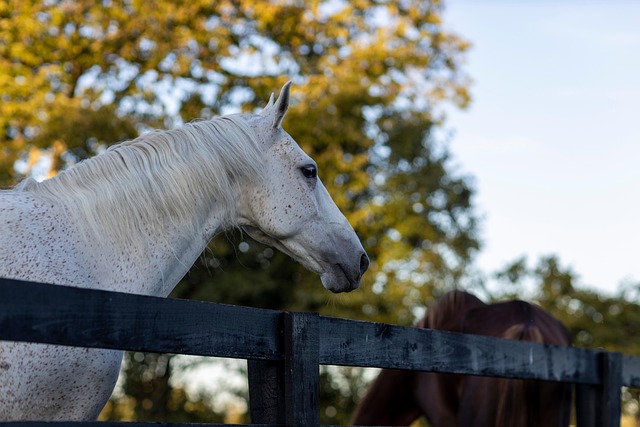 Ontario Farm Fencing Experts: Secure, Durable Solutions for Agricultural Success