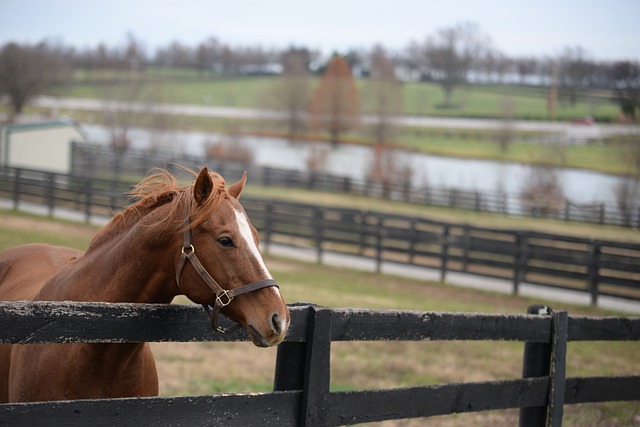 Fencing Solutions for Ontario Farms: Guide by Fence Right Inc