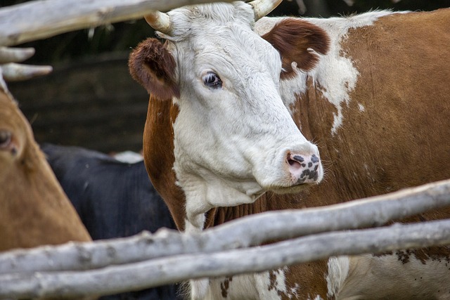 Ontario Farmers: Uncover Fencing Grants for Secure Farms