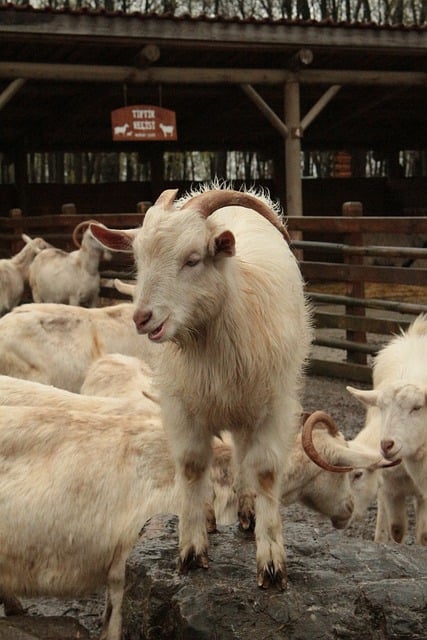 Secure Your Farm: Explore Top-Tier Fencing Solutions for Optimal Protection